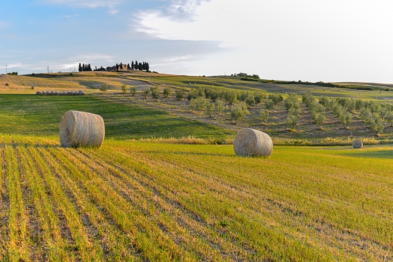 The Crete Senesi and Valdorcia: Pienza and Lunch at a Cheese Farm